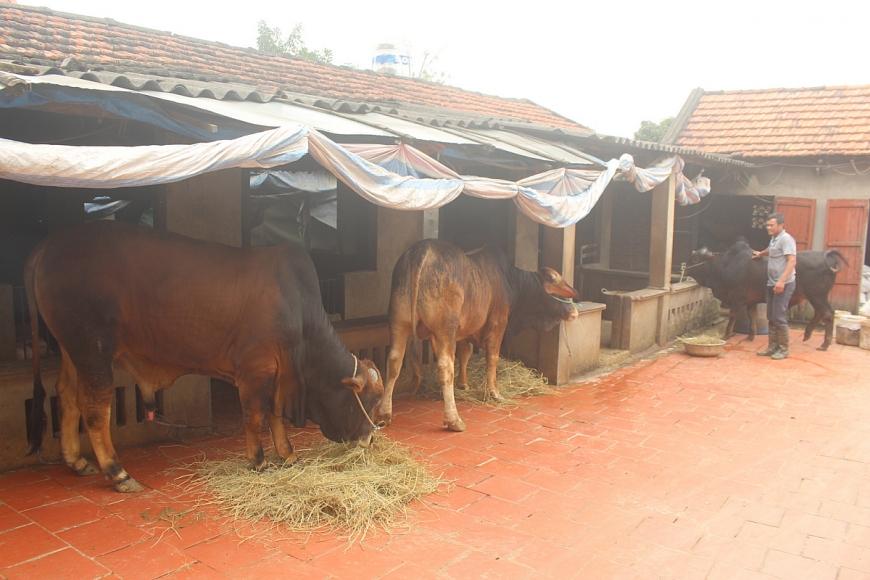 Ông Nguyễn Tiến Dũng bên gia trại của gia đình