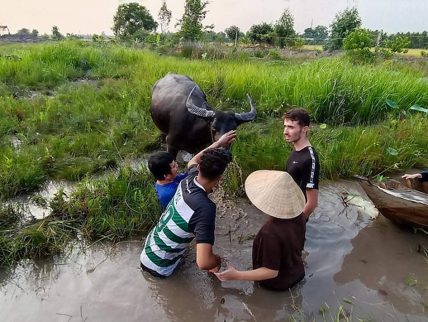 Du khách trong và ngoài nước trải nghiệm chăn trâu tại Việt Mekong Famstay