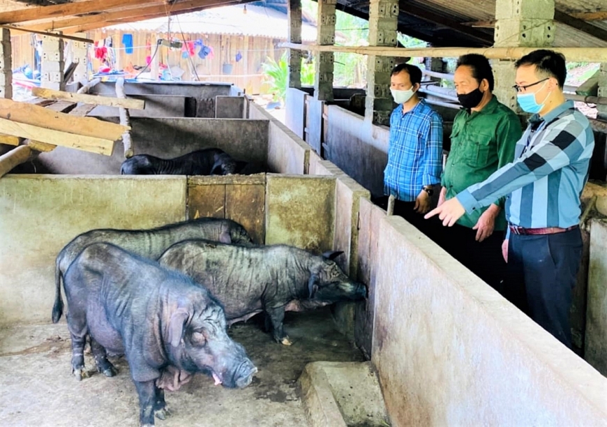 Ông Dương Sài (đứng giữa) dẫn khách tham quan mô hình chăn nuôi lợn đen.