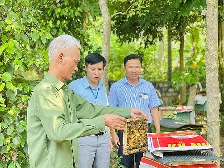 Mô hình nuôi ong lấy mật cho thu nhập cao của NCT xã Tân Kỳ, tỉnh Nghệ An