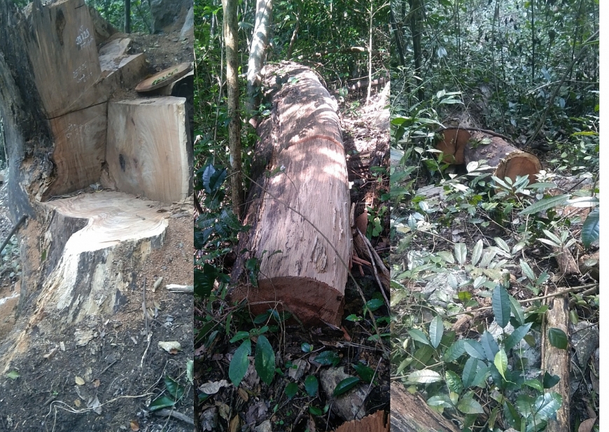 Từ khoảng tháng 3/2025, có khoảng 6 cây gỗ nghiến đã bị các đối tượng chặt hạ, lá và gốc đã khô.