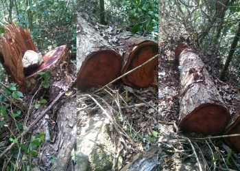 Chặt hạ gỗ nghiến trái phép tại Vườn Quốc gia Ba Bể, trách nhiệm thuộc về ai?
