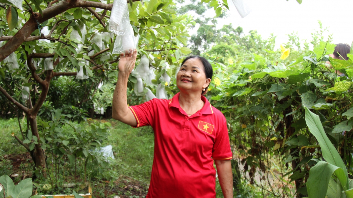 Bà Vương Thị Hà, thành viên CLB LTHTGN thôn Di Trạch, xã Hoài Đức, TP Hà Nội đang chăm sóc ổi