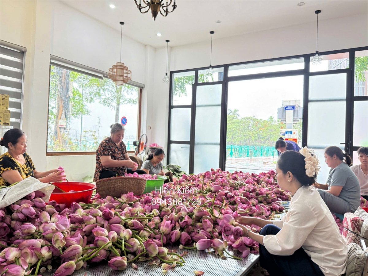 Giữ hồn sen Tây Hồ - câu chuyện từ gia đình nghệ nhân Lưu Thị Hiền