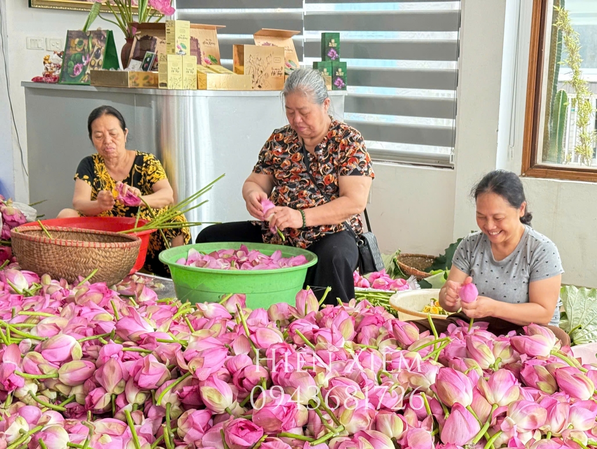 Giữ hồn sen Tây Hồ - câu chuyện từ gia đình nghệ nhân Lưu Thị Hiền