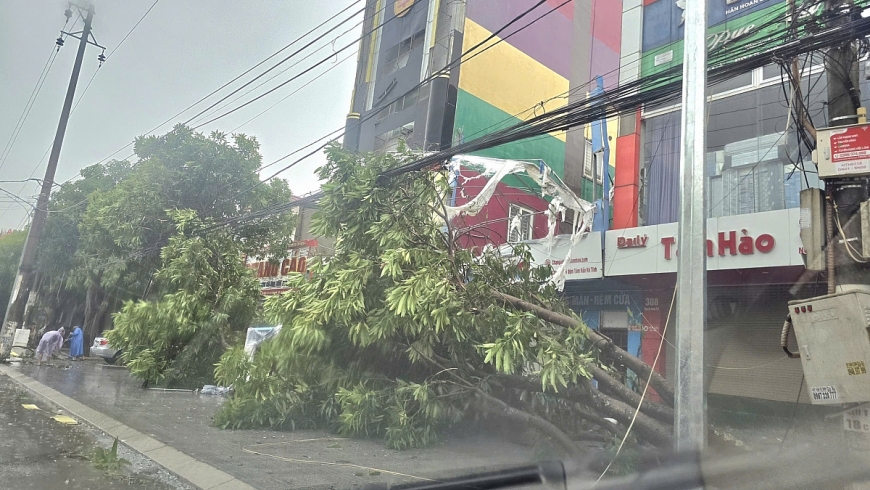 gió quật ngã bảng biển quảng cáo, cây cối trước nhà dân tại phường Thành Sen