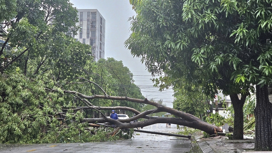 Cây cối ngã đổ ngổn ngang sau bão số 5