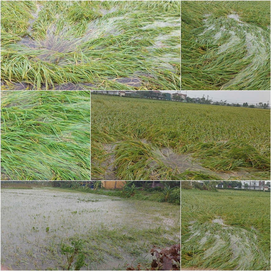 20.845 ha lúa hè thu ngập chìm trong nước