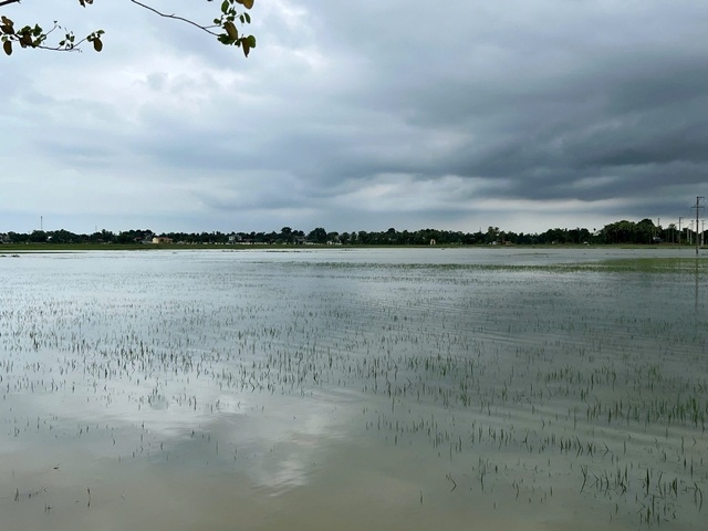 Cánh đồng lúa, hoa mầu bị mất tráng
