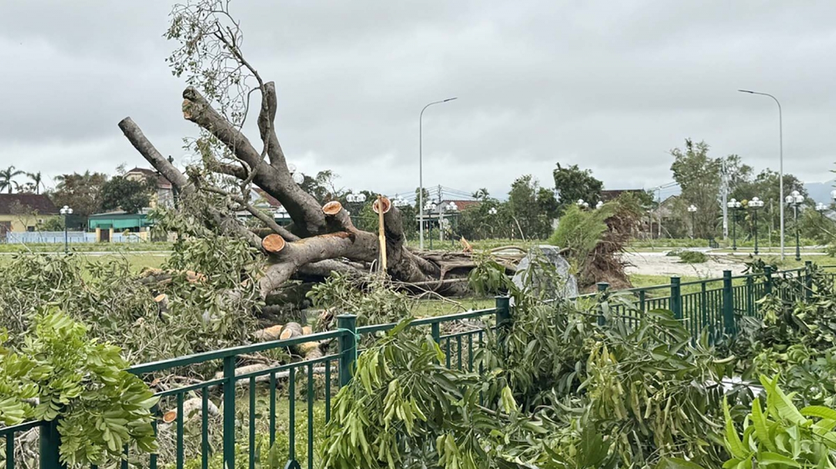 cây đa trăm tuổi bị quật ngã do bão số 5