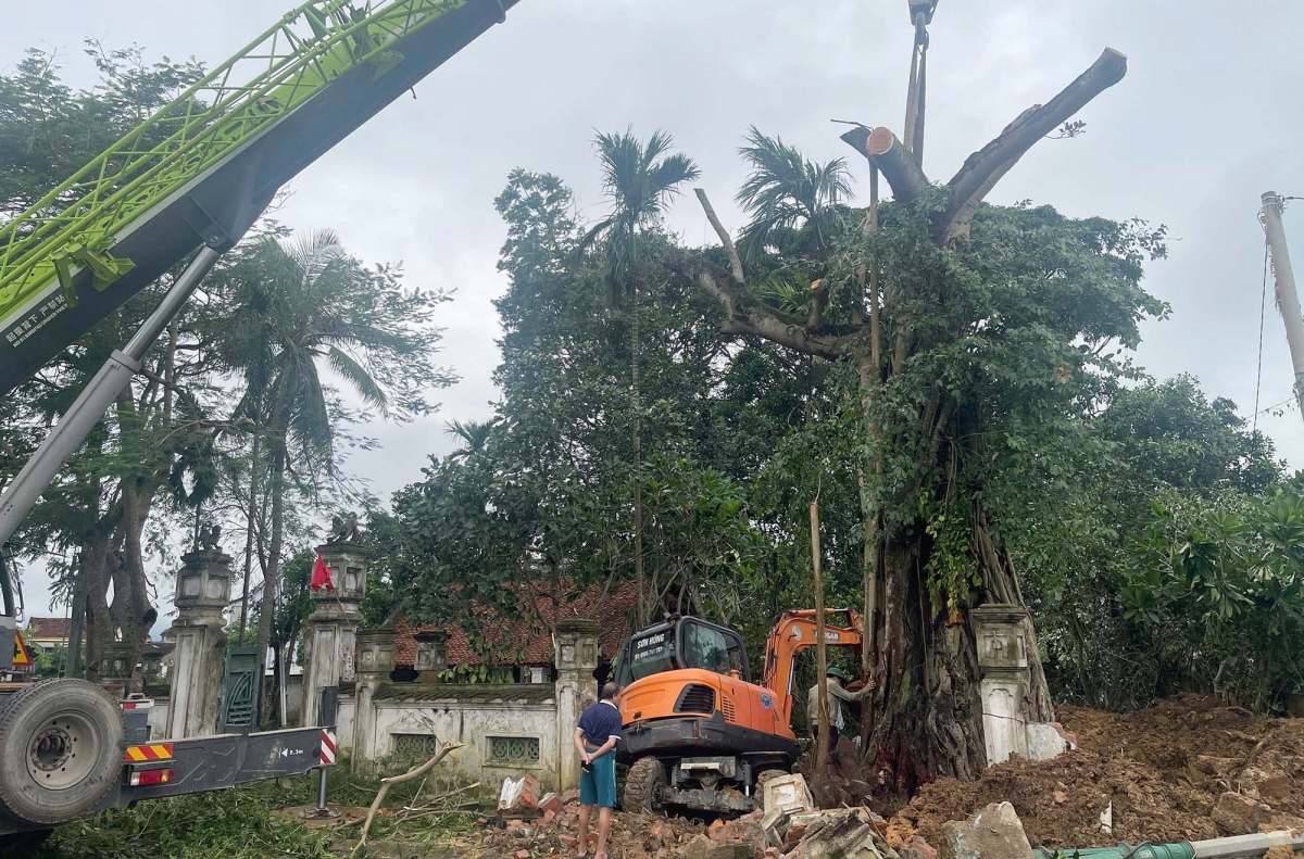 Nghệ An huy động cần cẩu 100 tấn dựng lại cây đa trăm tuổi ở Làng Sen