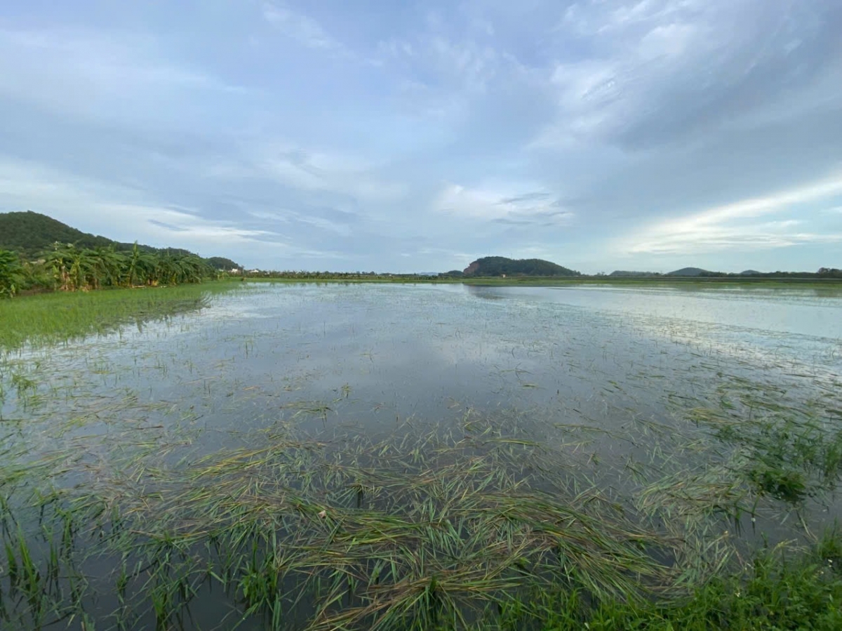 Cánh đồng lúa xã Hà Trung ngập trong biển nước