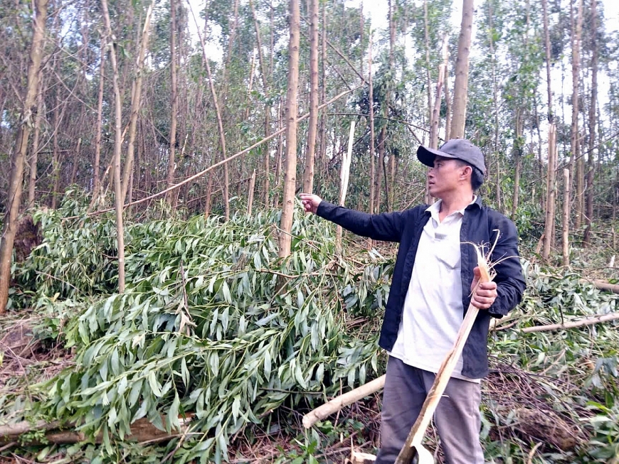 Ông Dương Xuân Hùng (xóm Sơn Trung 2, xã Kỳ Thượng) xót xa vì 10 ha keo ông mua chưa kịp thu hoạch đã gãy đổ phần lớn sau bão