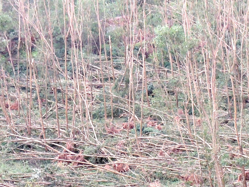 Cây keo xác xơ, trơ trụi sau bão