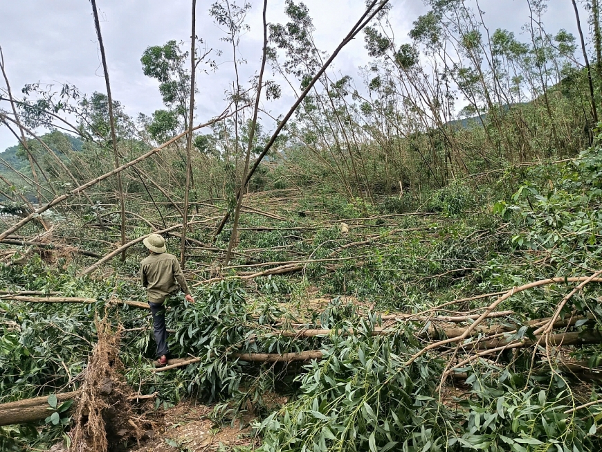 Hàng trăm ha keo, tràm đổ rạp sau bão số 5