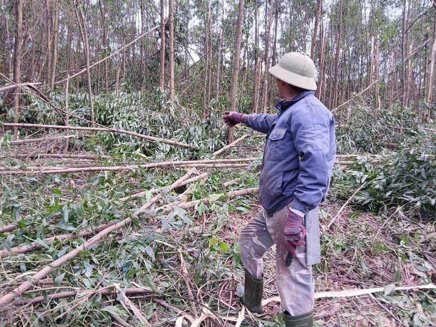 Với số lượng cây gãy đổ lớn như thế này thì việc thu hoạch gặp rất nhiều khó khăn