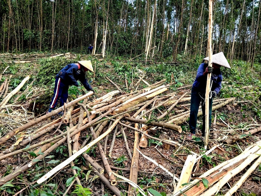 Tiền thuê nhân công thu hoạch, phí vận chuyển cũng đẩy lên cao