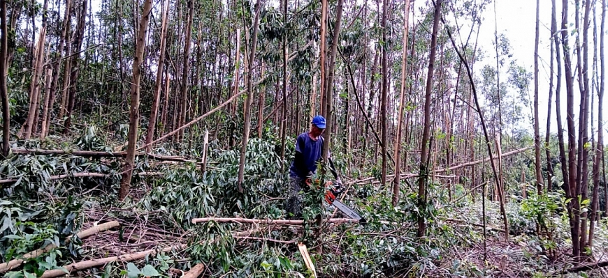 Các hộ dân thuê người chặt cây sau bão