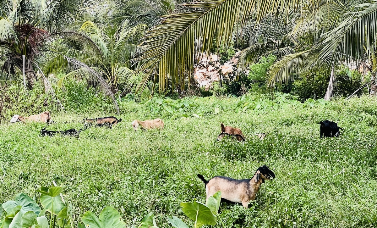 Thương binh cao tuổi thu lãi hàng tỷ đồng từ “trang trại hố bom”