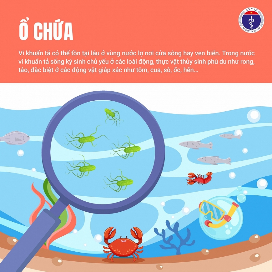 Bộ Y tế cảnh báo nguy cơ dịch bệnh tả, khuyến cáo người dân chủ động phòng tránh