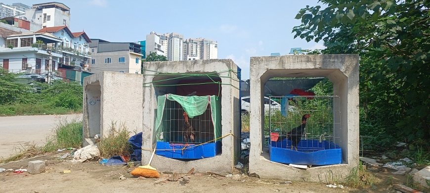 Cống thoát nước nằm ngổn ngang, dân tận dụng nhốt gà.