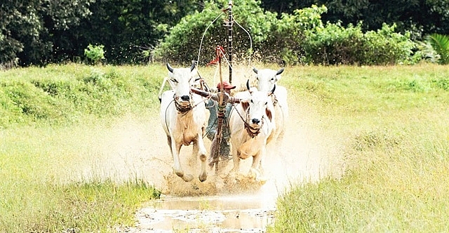 Các đôi bò tập luyện sẵn sàng bước vào tranh tài