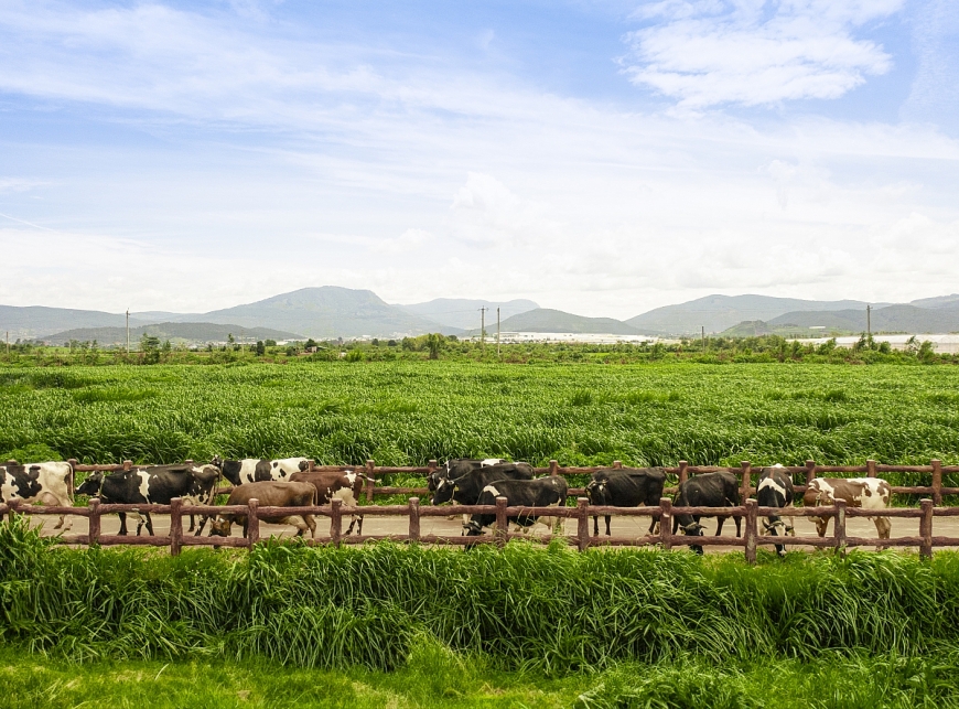 Vinamilk là doanh nghiệp sữa đầu tiên sở hữu cả trang trại và nhà máy đạt trung hòa carbon theo tiêu chuẩn PAS 2060:2014 (Ảnh: Minh Anh)