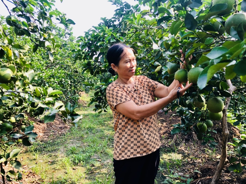 Hưng Yên: Người cao tuổi góp sức xây dựng nông thôn mới