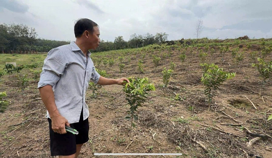 Cảnh báo nóng về loại cây mang tên "Kỳ Hải Nam"