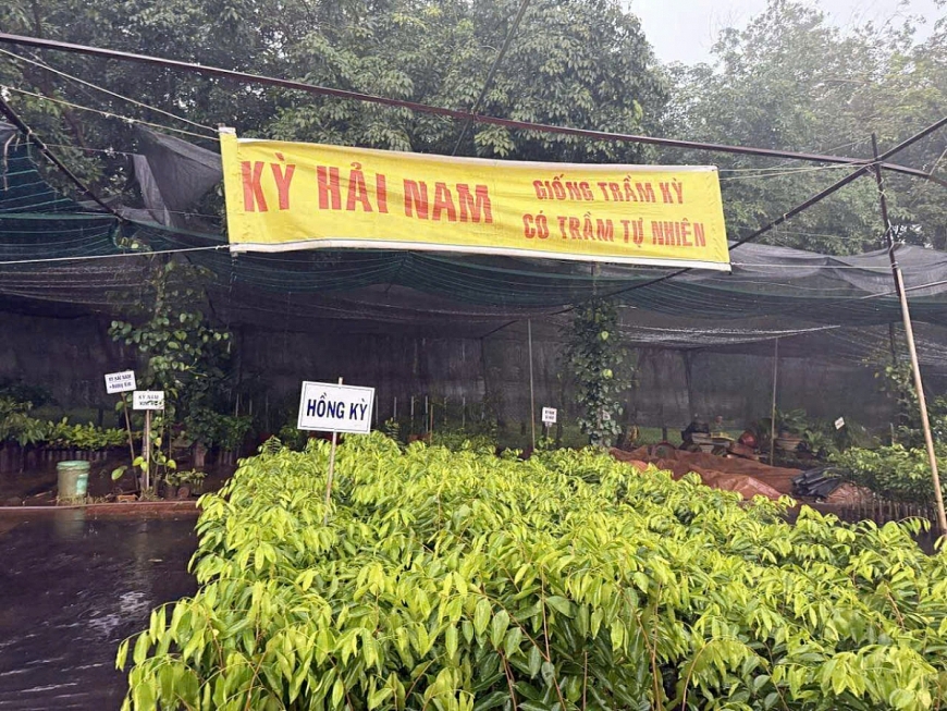 Cây giống Kỳ Hải Nam được bày bán ở Bình Phước