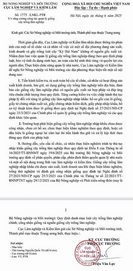 Cảnh báo nóng về loại cây mang tên "Kỳ Hải Nam"
