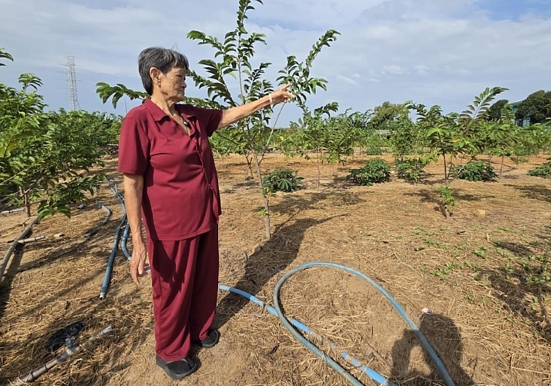 Bà Nguyễn Thị Sáu và Thông báo thụ lí về thụ lí Vụ án Tranh chấp quyền sử dụng đất của TAND TP Vũng Tàu (cũ).