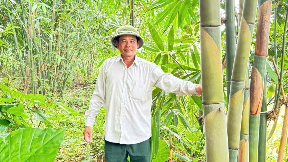 Lão nông làm giàu từ cây măng bát độ