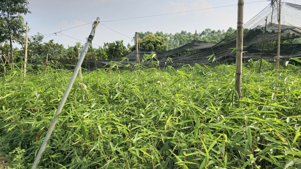 Lão nông làm giàu từ cây măng bát độ
