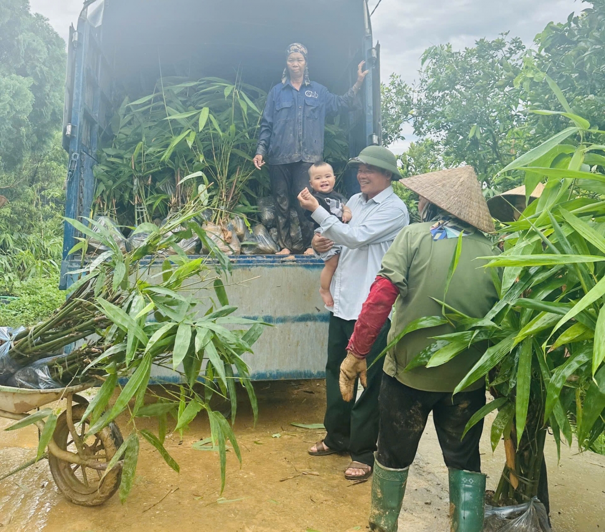 Lão nông làm giàu từ cây măng bát độ
