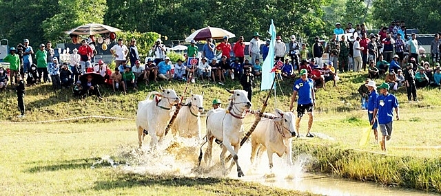 Các đôi bò tranh tài sau buổi lễ khai mạc