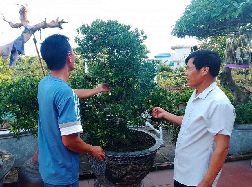  không ngừng tìm hướng đi mới trồng cây cảnh để làm giàu phát triển kinh tế