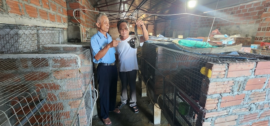 Cụ ông làm giàu nhờ nuôi cầy hương