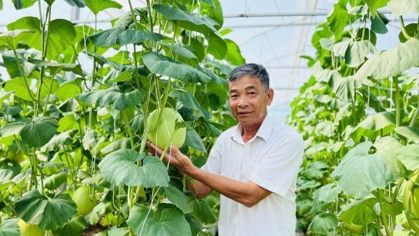 Trồng rau công nghệ cao, “Lão nông dân” trở thành tỉ phú