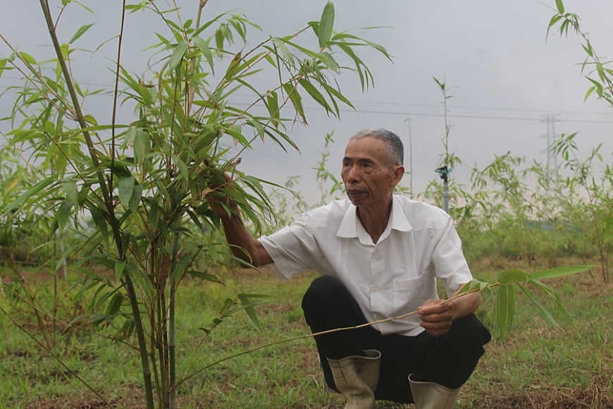 Lão nông xứ Thanh biến đất cằn thành những ‘mùa vàng’
