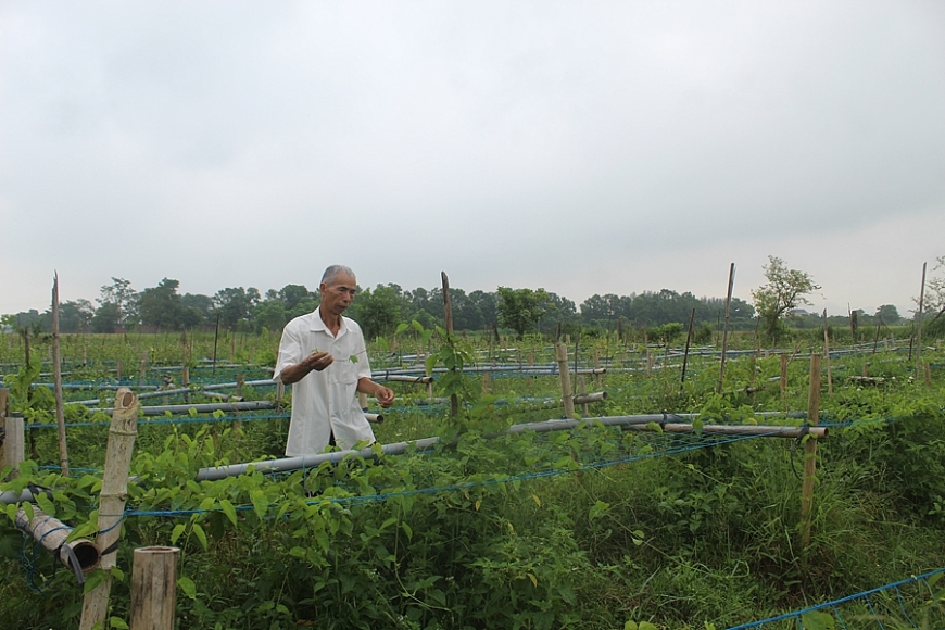 Lão nông xứ Thanh biến đất cằn thành những ‘mùa vàng’