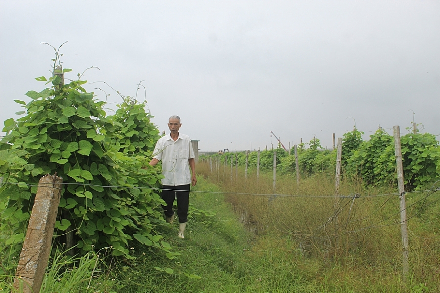 Lão nông xứ Thanh biến đất cằn thành những ‘mùa vàng’
