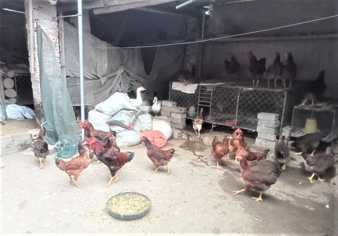 Mô hình tăng thu nhập của thành viên CLB LTHTGN thôn Bái Xuân