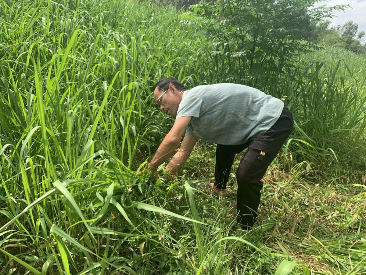 Ông nông dân Bùi Huy Thân đang cắt cỏ làm thức ăn cho hươu