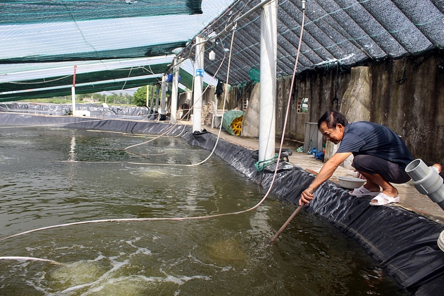 Mạnh dạn nuôi tôm công nghệ cao giúp nông dân Thanh Hóa đổi đời