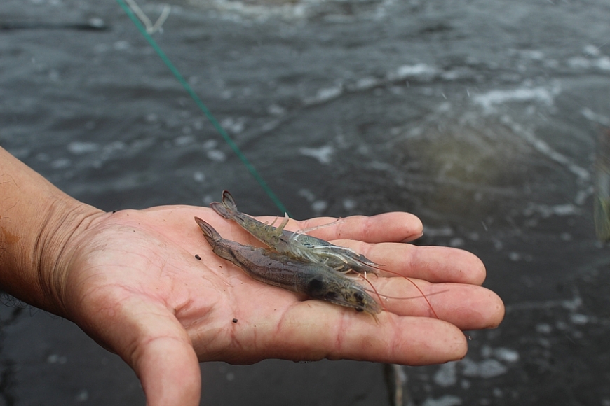 Mạnh dạn nuôi tôm công nghệ cao giúp nông dân Thanh Hóa đổi đời