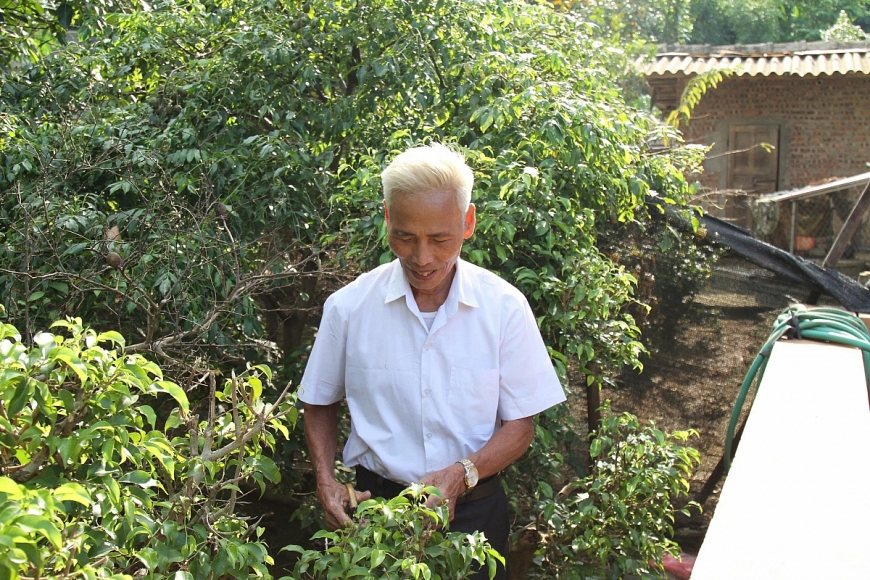 Thầy giáo Nguyễn Hữu Dư tỉa cây cảnh.