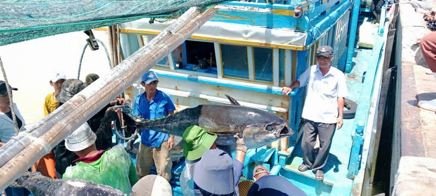 Thuyền trưởng cao tuổi giỏi đánh bắt cá xa bờ