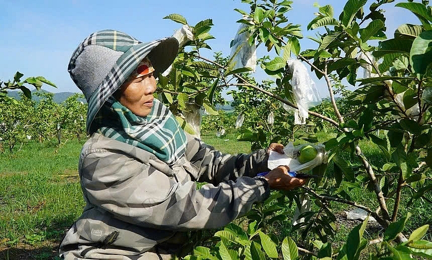 Nghị lực vượt khó của phụ nữ cao tuổi xứ Nghệ