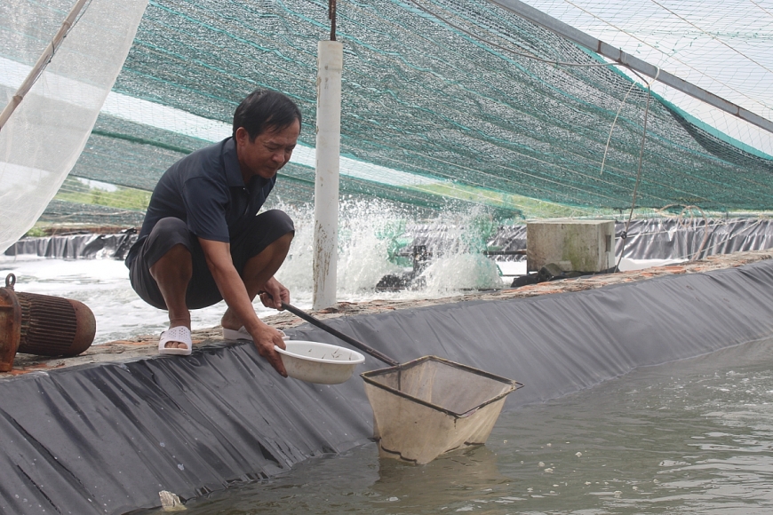 Nuôi tôm công nghệ cao, lão nông thu tiền tỉ mỗi năm